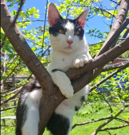 Gato Oreo